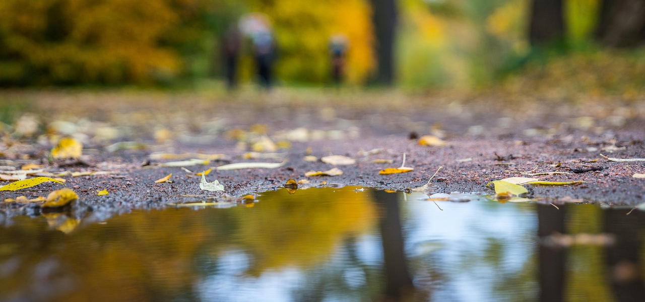 puddle in autumn woodland